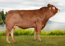 72257 Nugatti av Søstuen