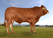 72272 Osvald   av Viersdalen