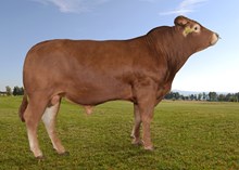 72287 PATRIK AV SCHJØLL