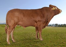 72288 Pontus av Dovre