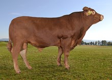 72290 Pandemius av Dovre