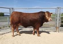 72318 Salvador av Dovre