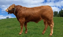 72343 URIX av Steinvik