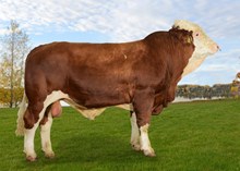 73093 Ivari av Hægeland