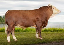 73111 Kumshot P av Hovde