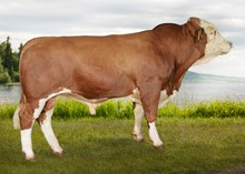 73121 Liksom P av Søråsen