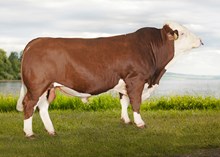 73130 Metallica av Oterholm