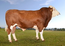 73140 Otto PP av Thorshov