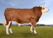 73141 Oregano P av Hakedal