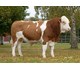 VB CHAPLIN AV FALL PP 73149