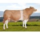 Prins Ola P av Stustad 73155