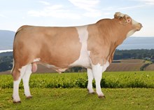 73155 Prins Ola P av Stustad