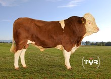 73162 Rino P av Hægeland