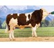 GS Eder PP 73168