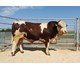 St. Hallvard P av Morken 73172