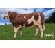 Unik PP av Morken 73186