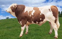 73189 Unik PP av Robøle