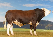 73196 Micosch PP