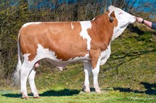 73632 Vulcanus