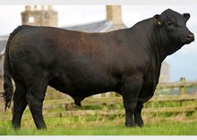 74071 Rawburn Boss Hogg