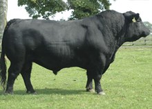 74078 Dunlouise Jipsey Earl