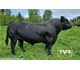 Manitu av Høystad 74081