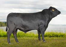 74085 Nanook av Høystad