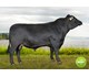 Nero Weeton AV HAUKABØ 74086
