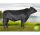 Napolion av Bognes 74087