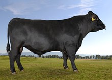 74091 Ozzie av Mørk