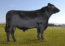 74099 Putin av Nordstu