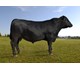 Romeo av Bognes 74109