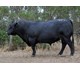 TE MANIA GARTH G67 74112