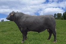 74119 Hovin Sokrates