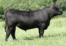 74123 E W A Full Circle 9126
