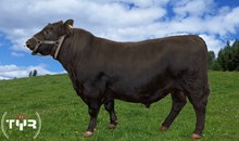 74129 Terra Red Six av Haukabø