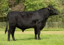 74132 VB Ursus