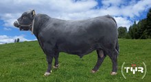 74135 Uno Øvervist