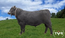 74137 Ulas av Holthe