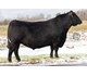 QUAKER HILL CHECKMATE 9U23 74522