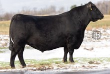 74522 QUAKER HILL CHECKMATE 9U23