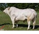 FOLKER 75031