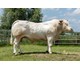 Randall 75063