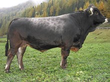 76030 CARIGER