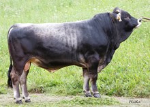 76056 BANTUS
