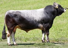 76061 DILIAN