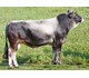 DILASO 76066