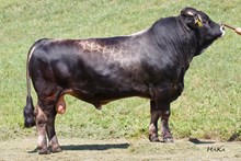 76093 Bachulo