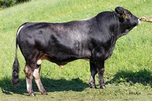 76103 Sander