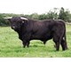 SEUMUS DUBH OF CRAIGOWMILL 77019
